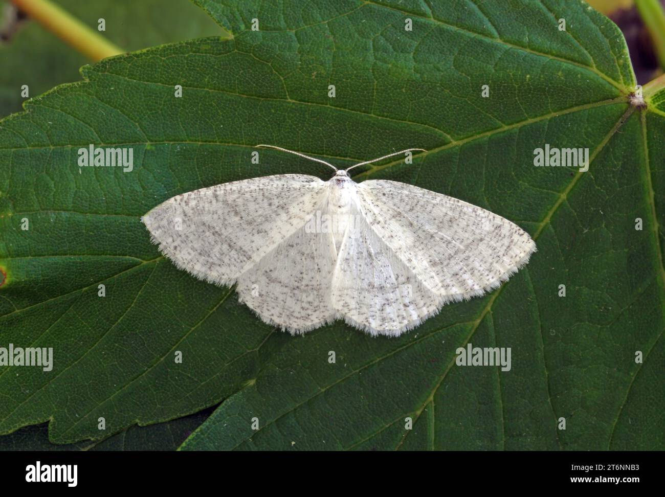 Common White Wave moth (Cabera pusaria) adult at rest on leaf  Eccles-on-Sea, Norfolk, UK.            July Stock Photo