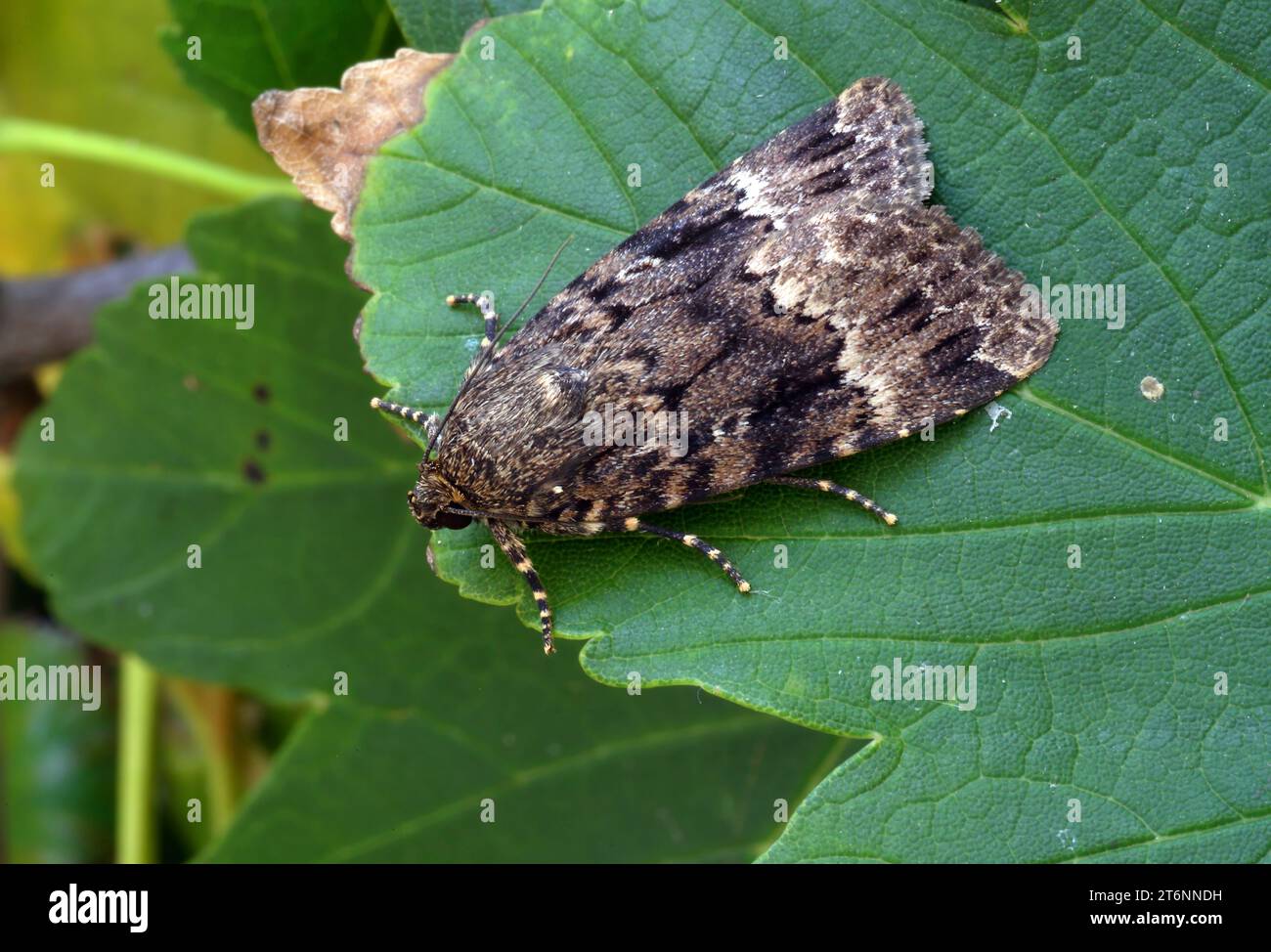 Copper Underwing moth (Amphipyra pyramidea) adult at rest on leaf  Eccles-on-Sea, Norfolk, UK.          July Stock Photo
