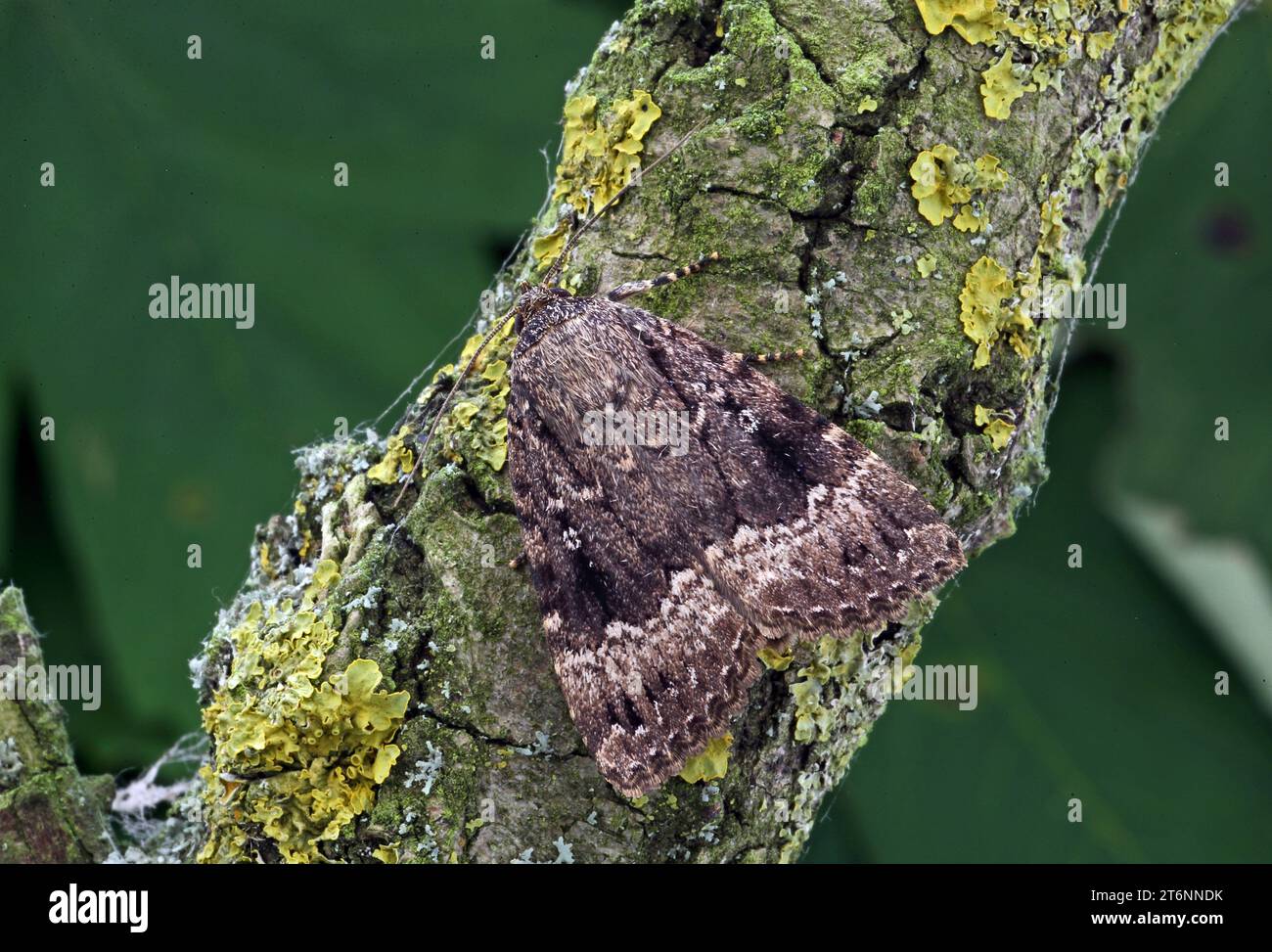 Copper Underwing moth (Amphipyra pyramidea) adult at rest on branch  Eccles-on-Sea, Norfolk, UK.          July Stock Photo