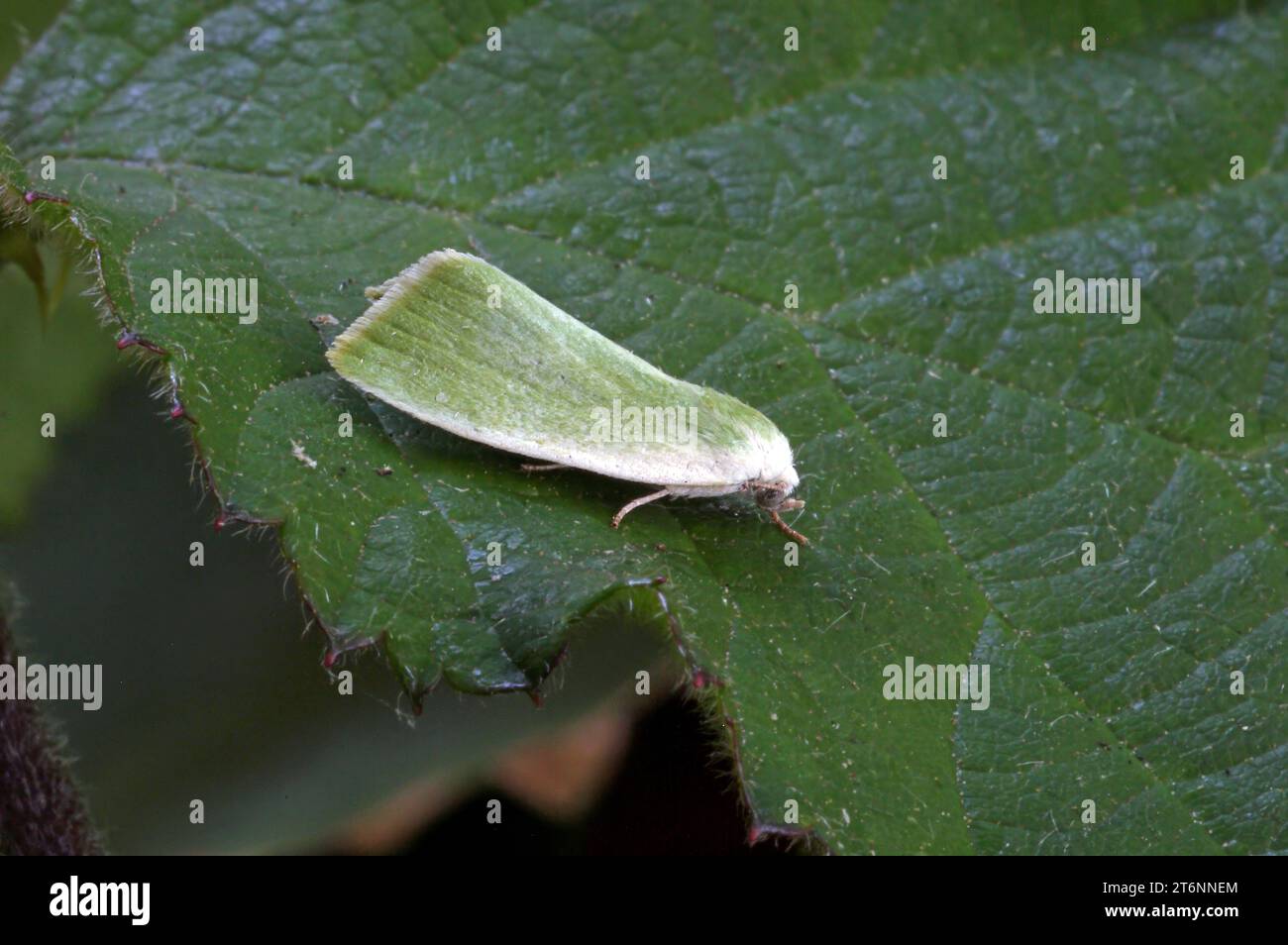 Cream-bordered Green Pea (Earias clorana) at rest on Bramble leaf  Eccles-on-Sea, Norfolk, UK.      July Stock Photo