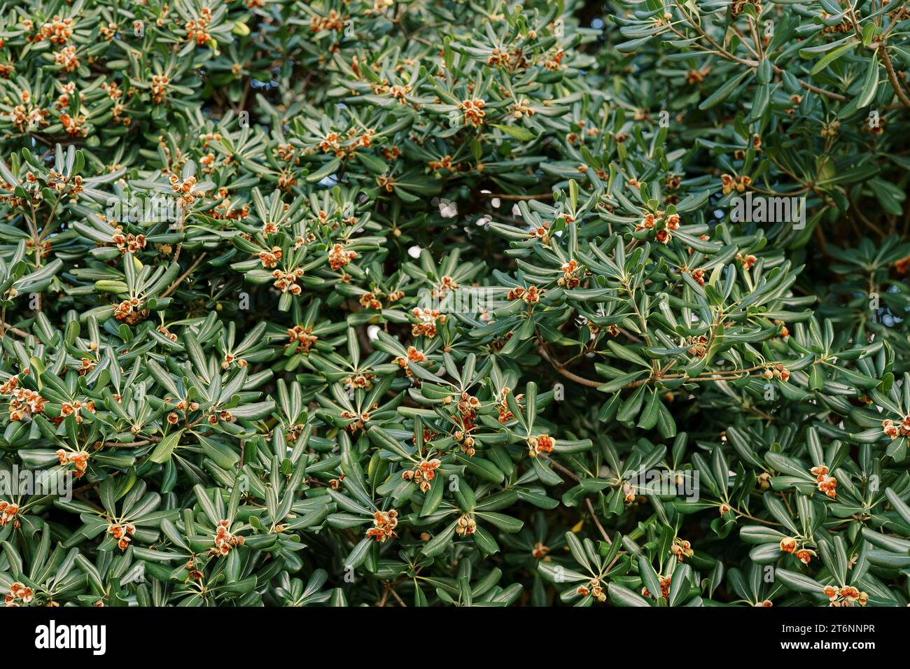 Flowering green bush of Japanese cheese wood Stock Photo