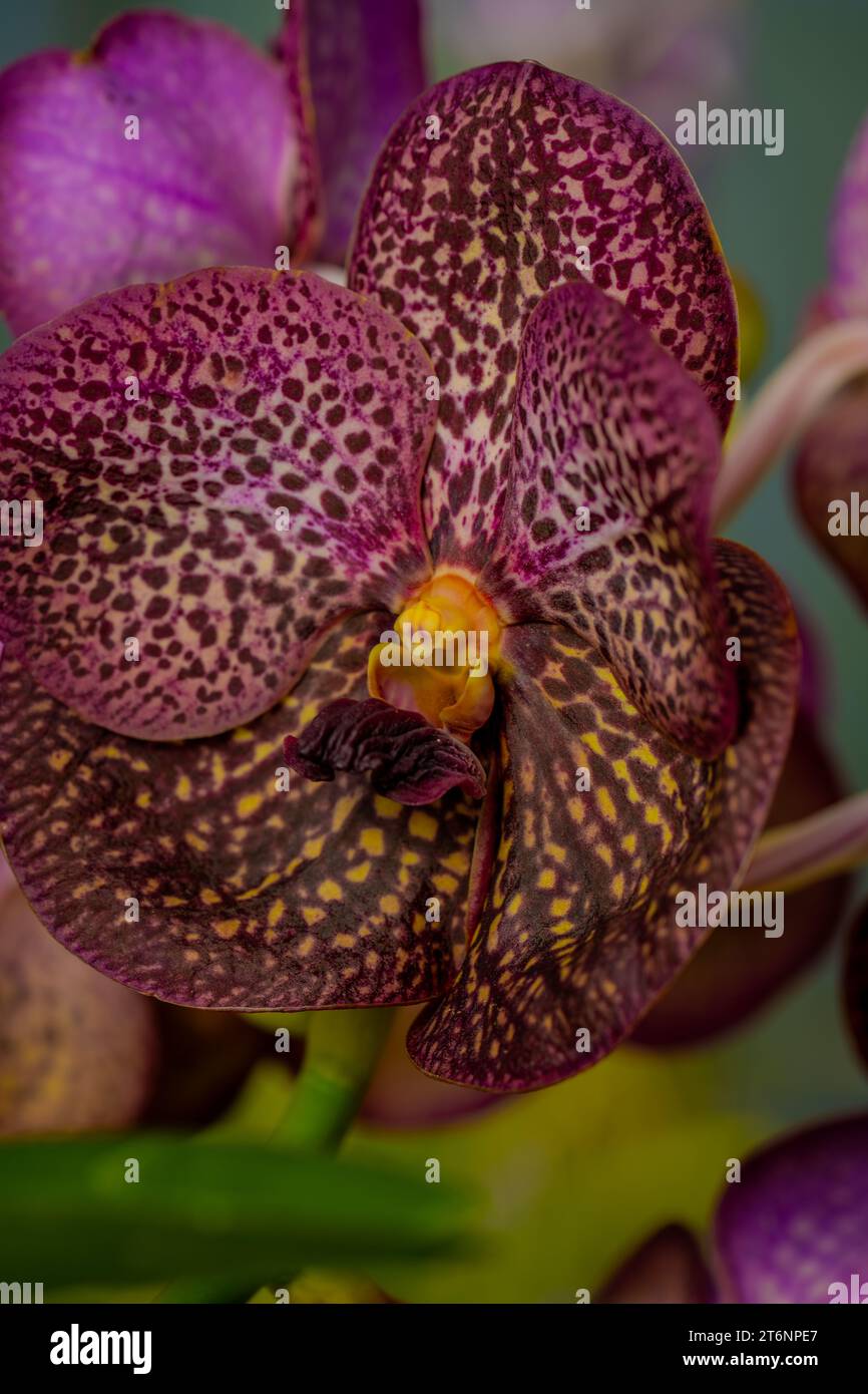 Delve into a surreal moment frozen in a realm beyond comprehension, where secrets of the ethereal unfold as you gaze at this exotic orchid Stock Photo