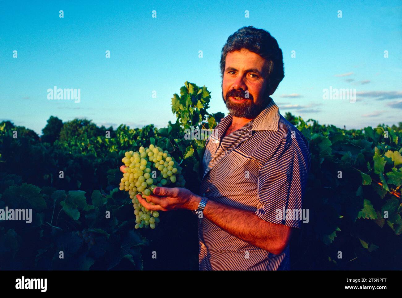 Australia. Winemaker in vineyard with freshly picked bunch of green (white) grapes. Stock Photo