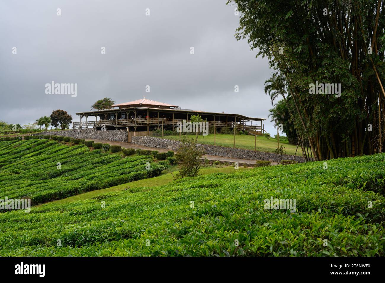 bois cheri tea factory mauritius