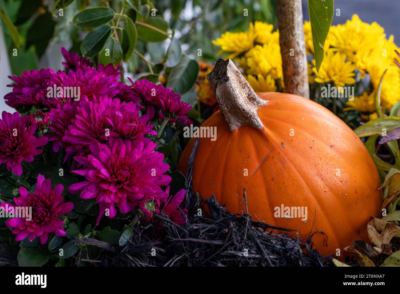 Autumn Container Garden with Pumpkin and Purple and Yellow ...
