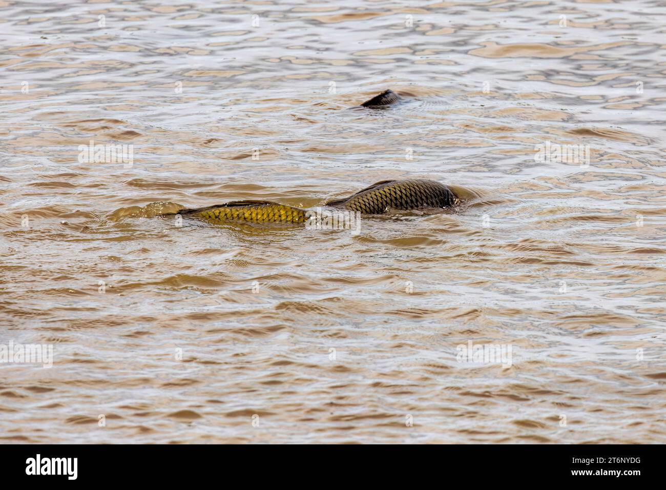 Carps spawning  on the river Stock Photo