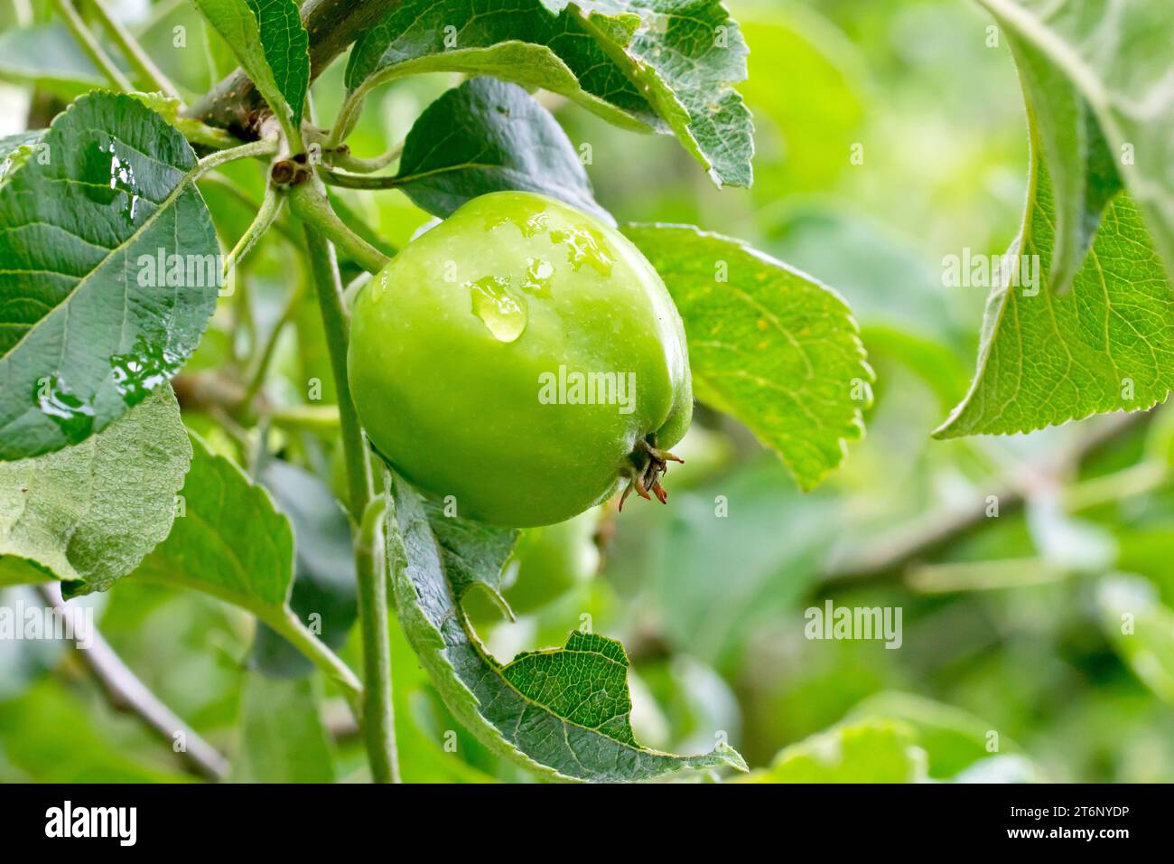 Crab Apple (malus sylvestris), close up of a solitary green apple hanging from a branch of a tree with a raindrop on its surface as it starts to rain. Stock Photo