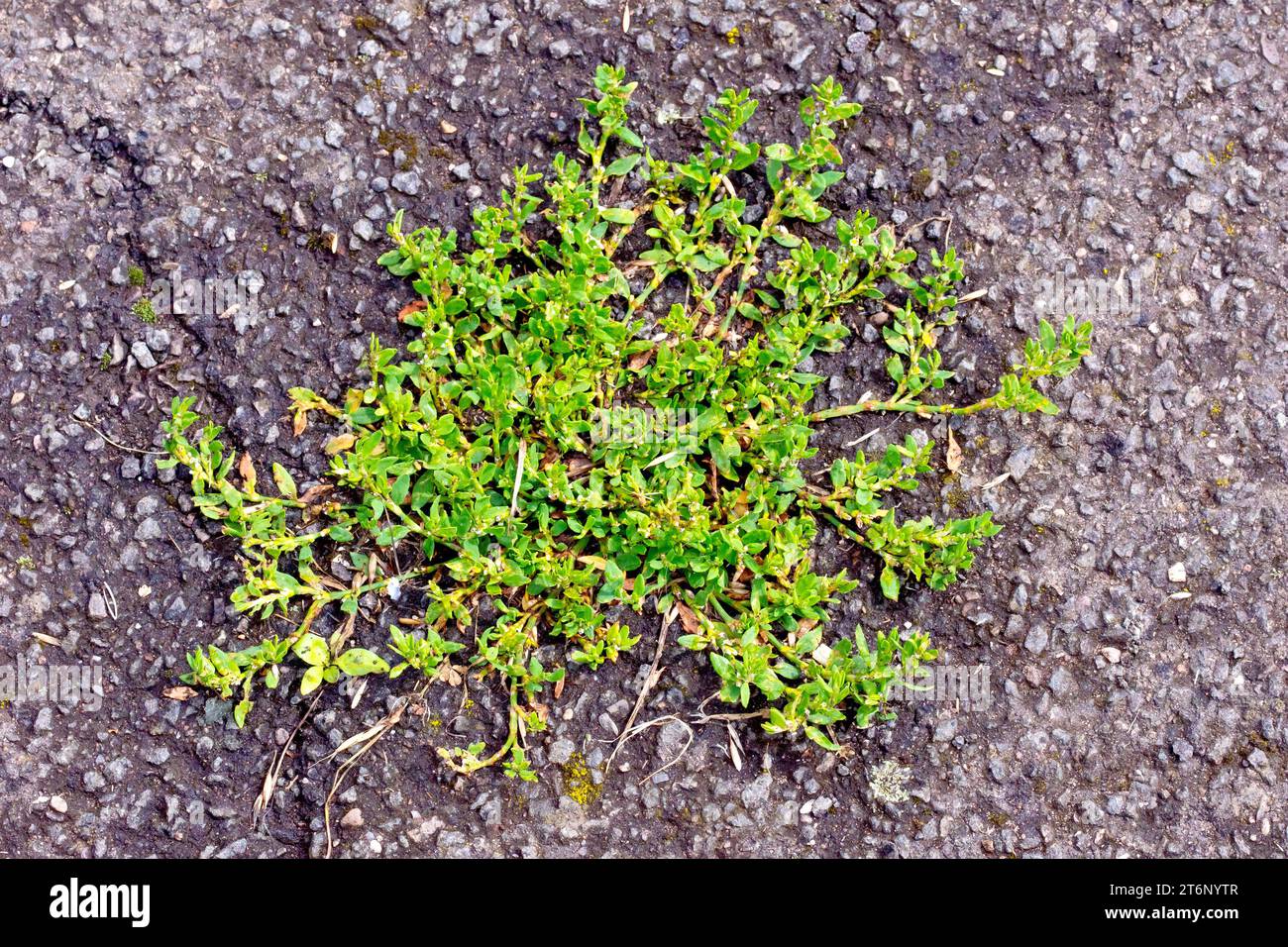 Knotgrass (polygonum aviculare), close up of a specimen of the plant growing from a crack in the tarmac of a well trodden path. Stock Photo