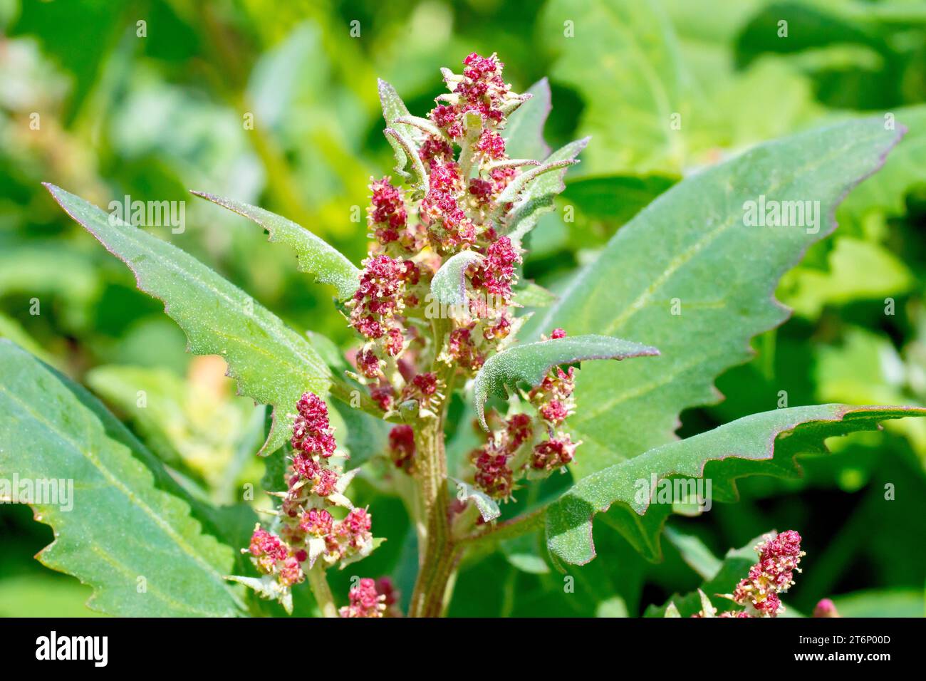 Spear-leaved Orache (atriplex prostrata), close up showing the tiny insignificant flowers of the plant, found growing around the coasts of the UK. Stock Photo
