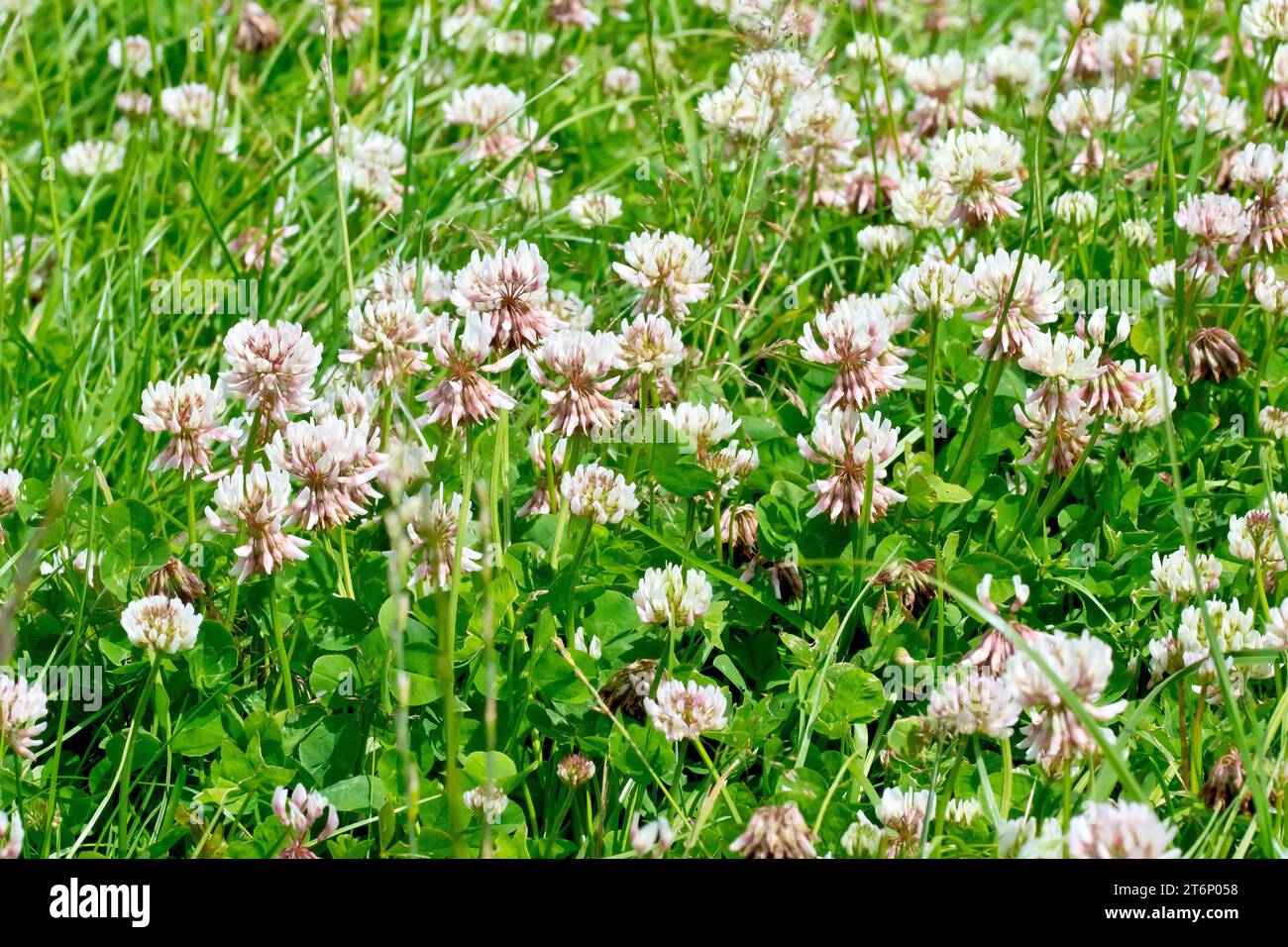 White Clover (trifolium repens), also known as Dutch Clover, close up of a mass of the common white flower growing on a patch of unkempt grass. Stock Photo
