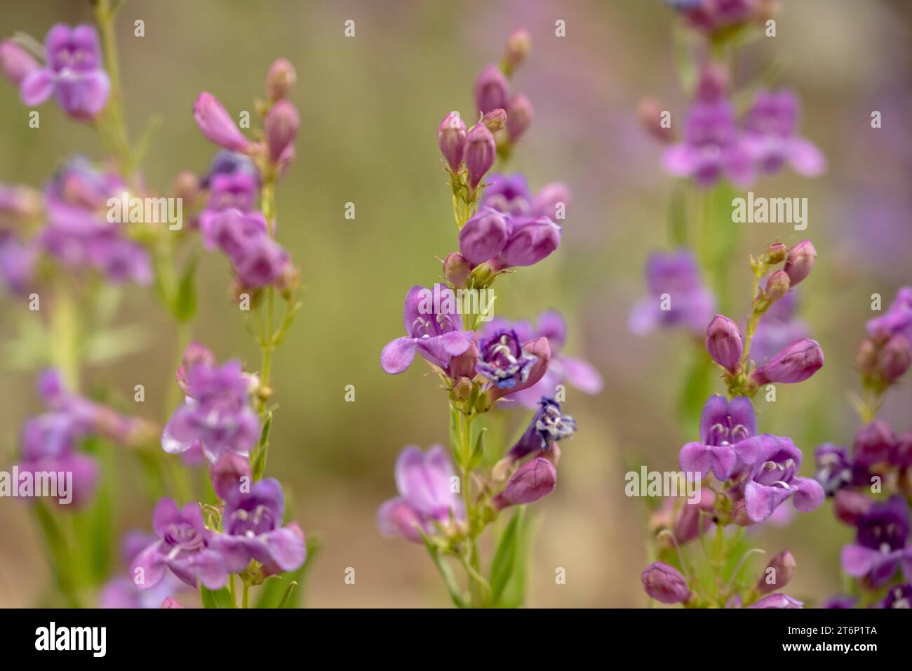 Purple Zion Penstemon Wildflowers in Bloom in Zion National Park Stock Photo