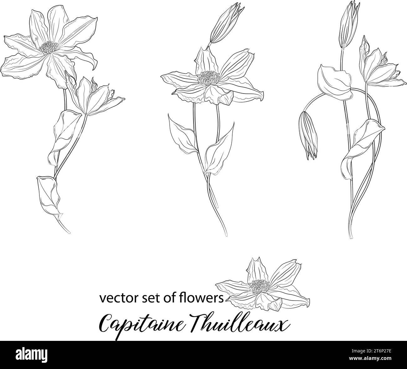 Clematis buds Black and White Stock Photos & Images - Alamy