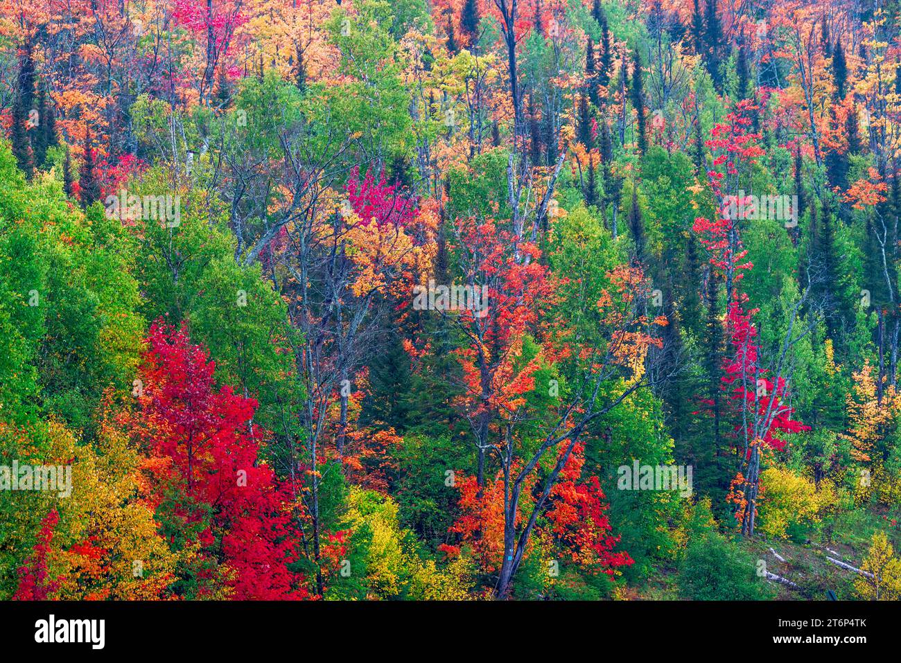 Fall foliage color in the forests above the north shore of Lake ...
