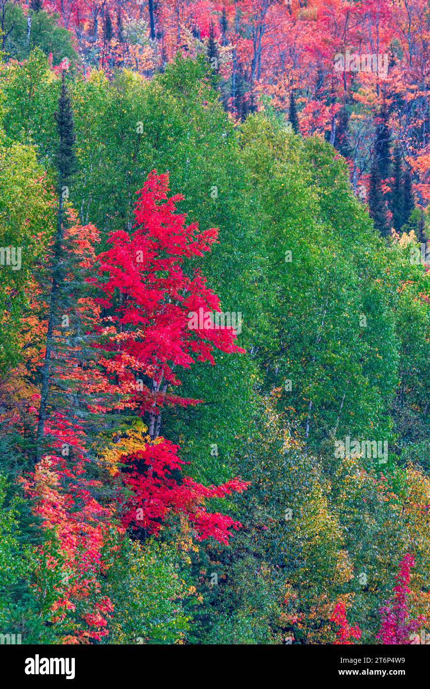 Fall foliage color in the forests above the north shore of Lake ...