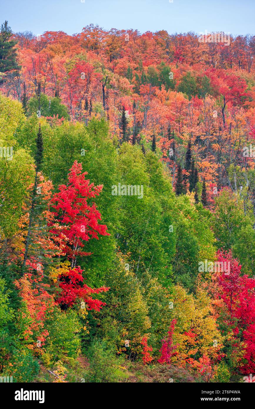 Fall foliage color in the forests above the north shore of Lake ...