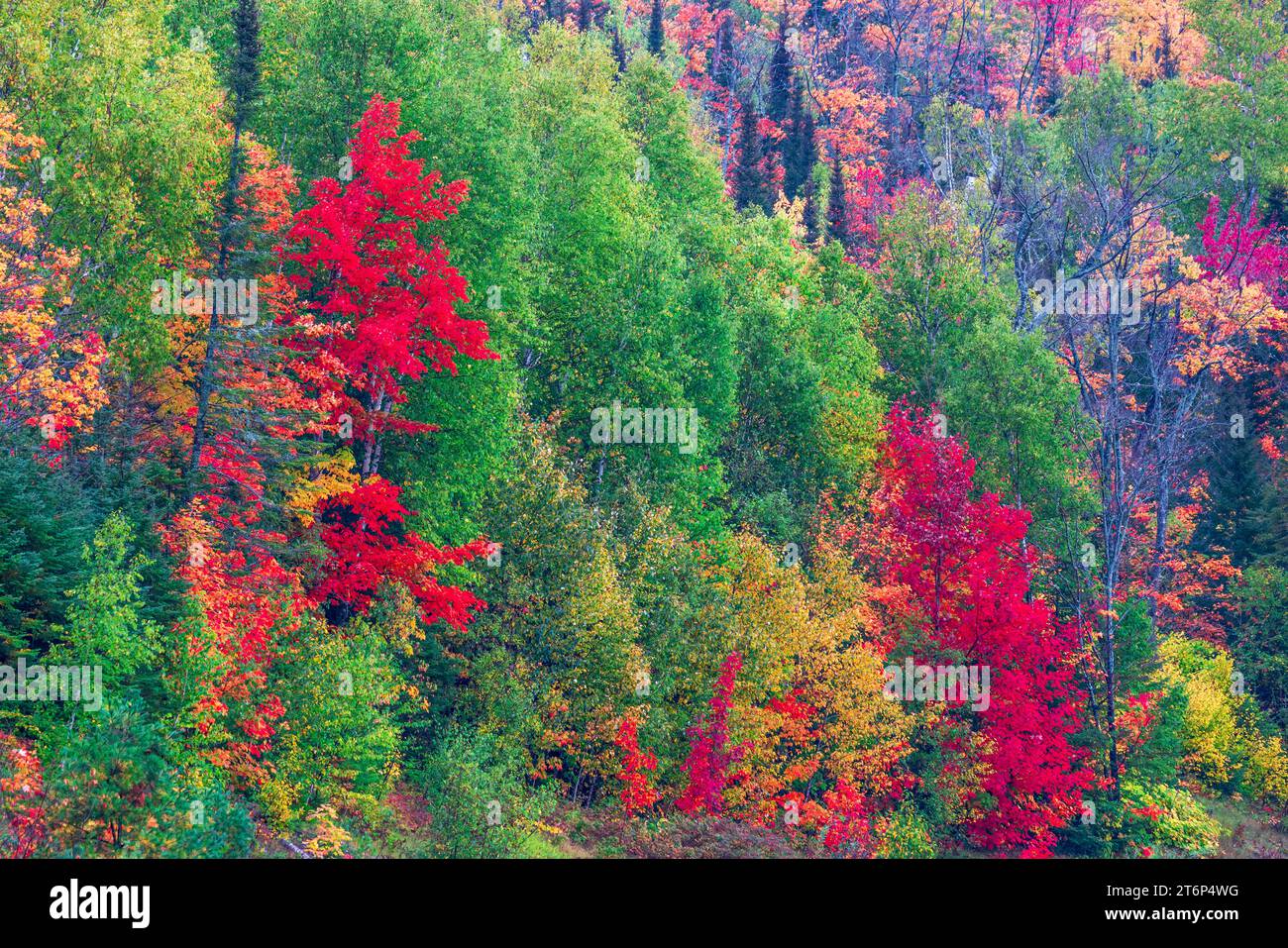 Fall foliage color in the forests above the north shore of Lake ...