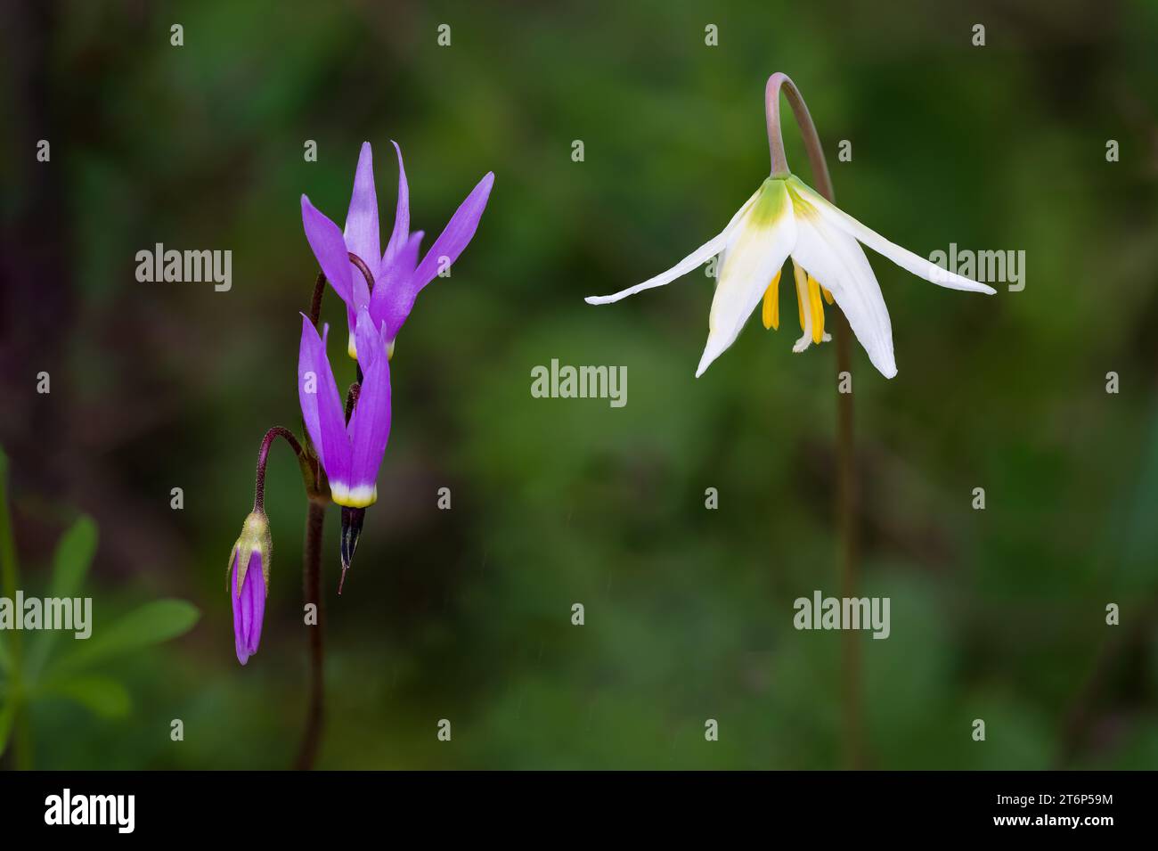 The Fawn Lily and Shooting Star wildflowers blooming in the Thetis Lake Regional Park, Vancouver Island, British Columbia, Canada. Stock Photo