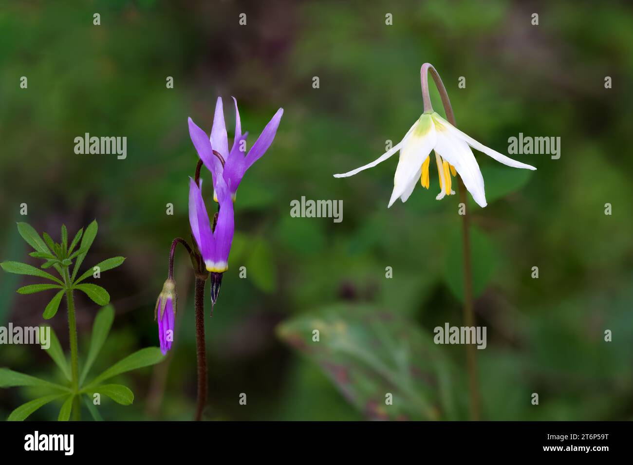 The Fawn Lily and Shooting Star wildflowers blooming in the Thetis Lake Regional Park, Vancouver Island, British Columbia, Canada. Stock Photo