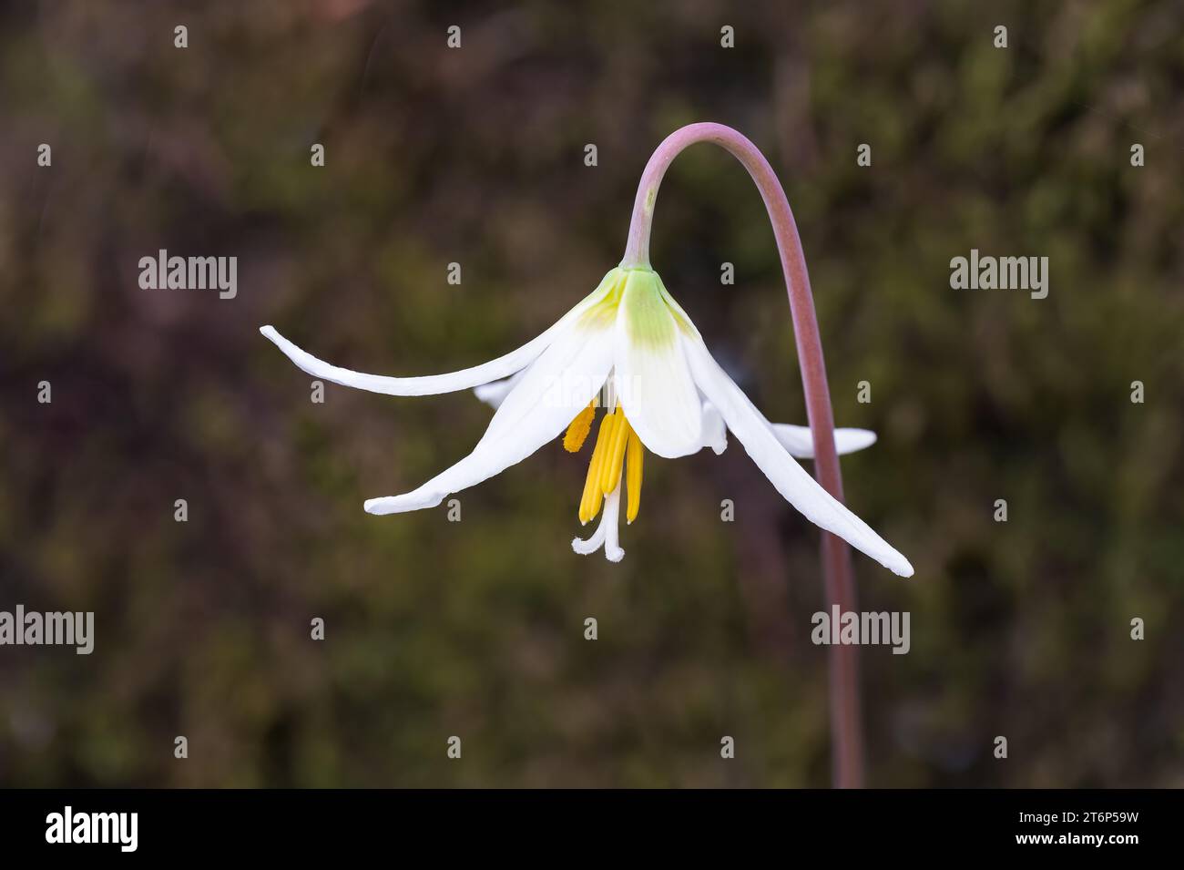 The Fawn Lily blooming in the Thetis Lake Regional Park, Vancouver Island, British Columbia, Canada. Stock Photo