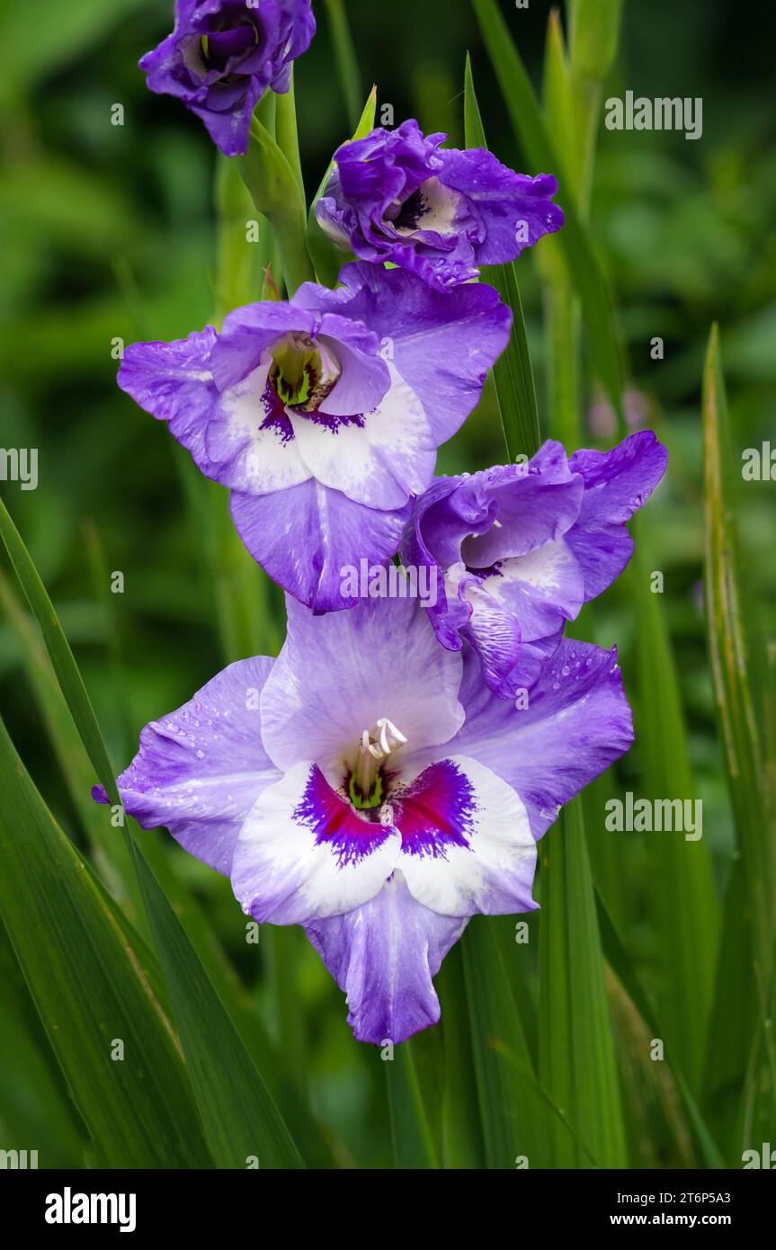 A Gladiolus blooming in the English Gardens of Assiniboine Park, Winnipeg, Manitoba, Canada. Stock Photo