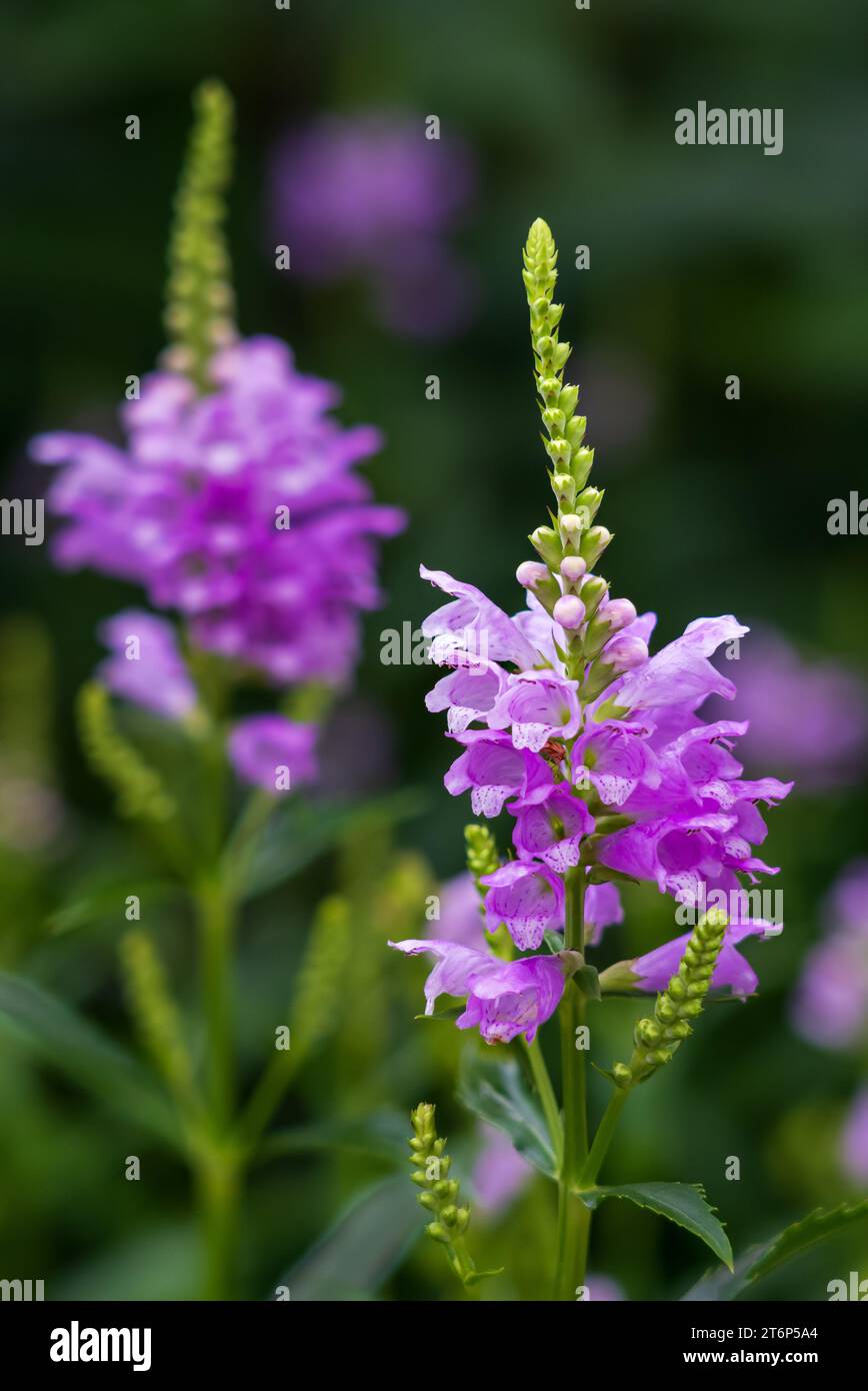 An Obedient plant blooming in the English Gardens, Assiniboine Park, Winnipeg, Manitoba, Canada. Stock Photo