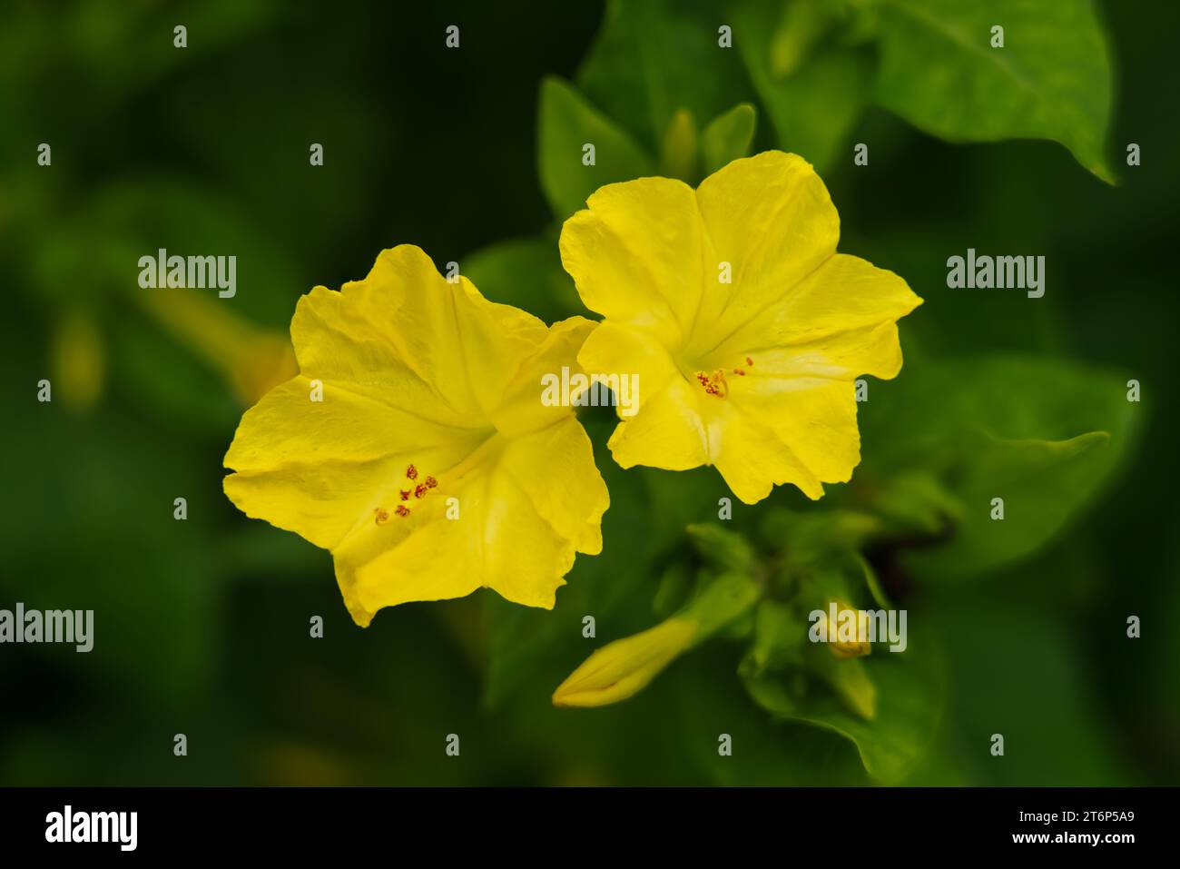 Closeup of Four o'clock flowers in the English Gardens, Assiniboine Park, Winnipeg, Manitoba, Canada. Stock Photo