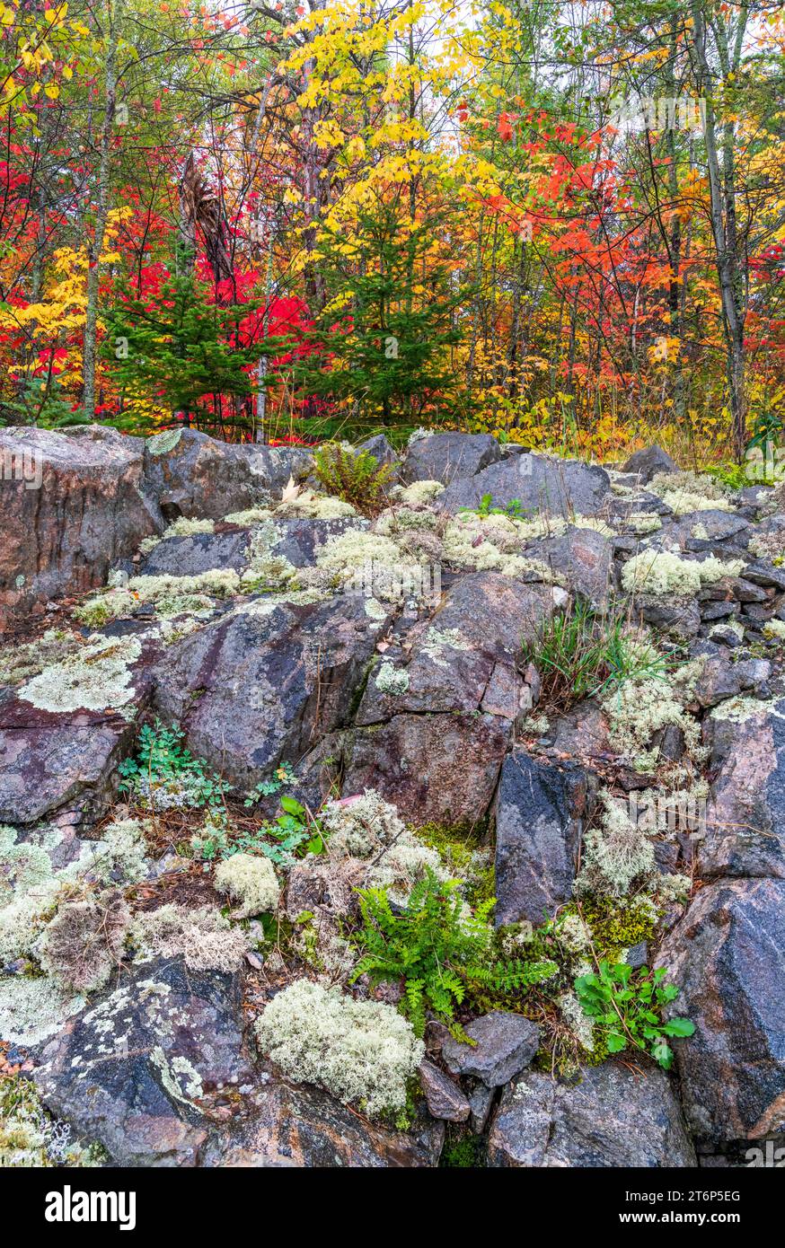 Fall foliage color in the forests above the north shore of Lake ...