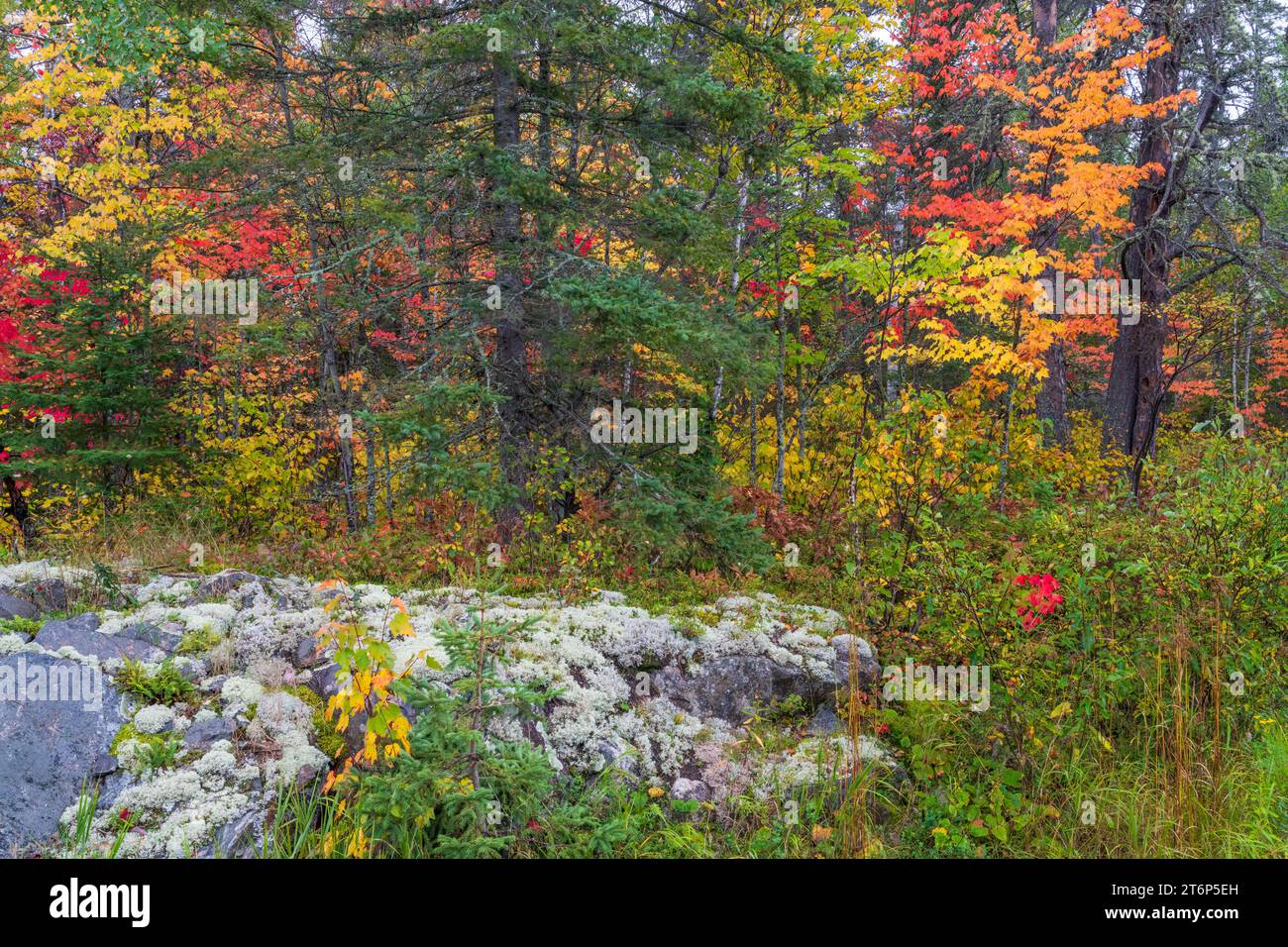 Fall foliage color in the forests above the north shore of Lake ...