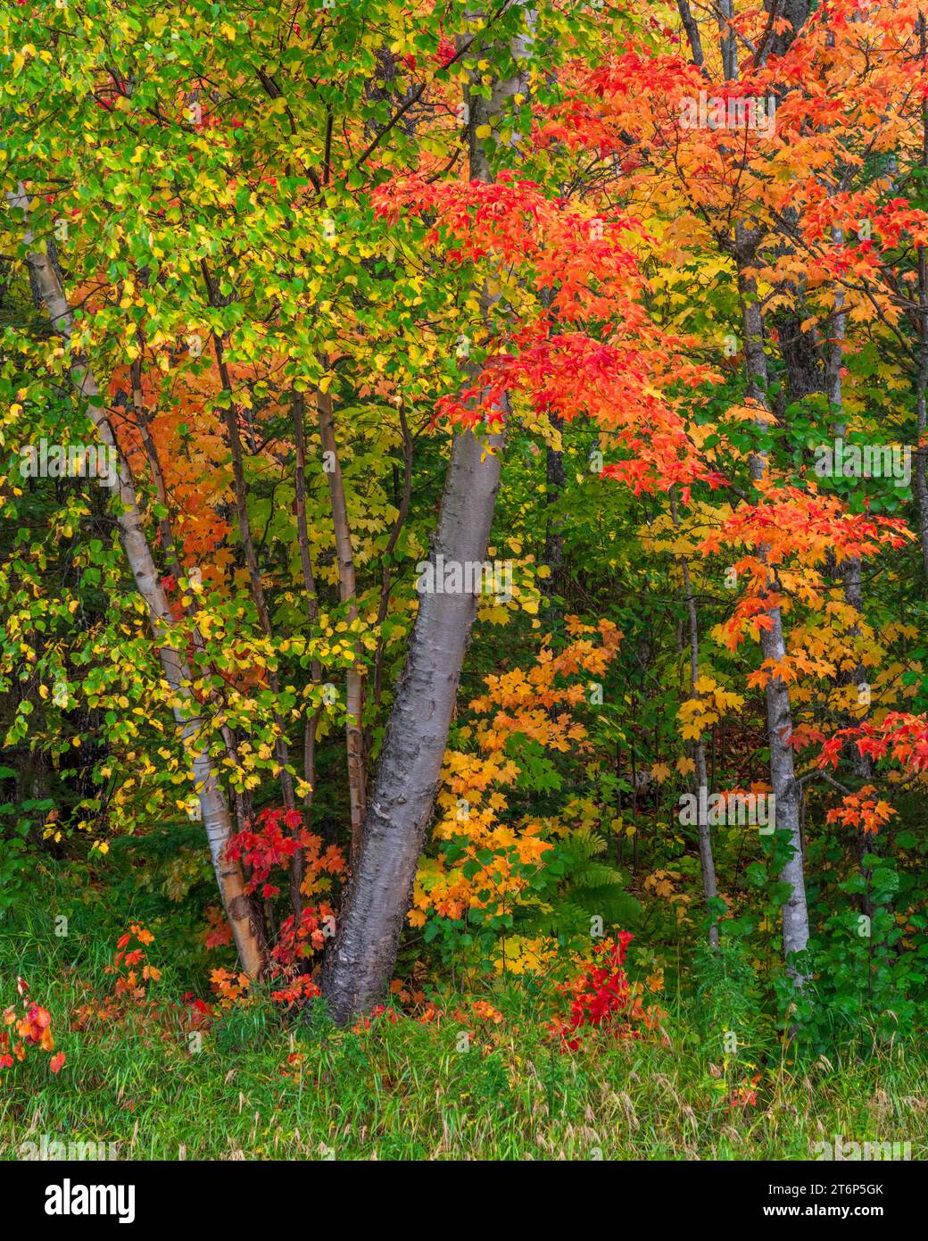 Fall foliage color in the forests above the north shore of Lake ...