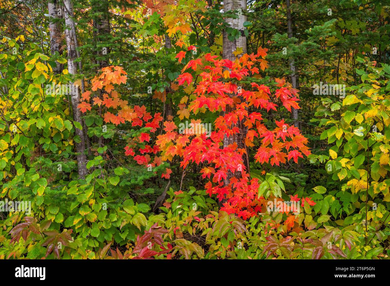 Fall foliage color in the forests above the north shore of Lake ...