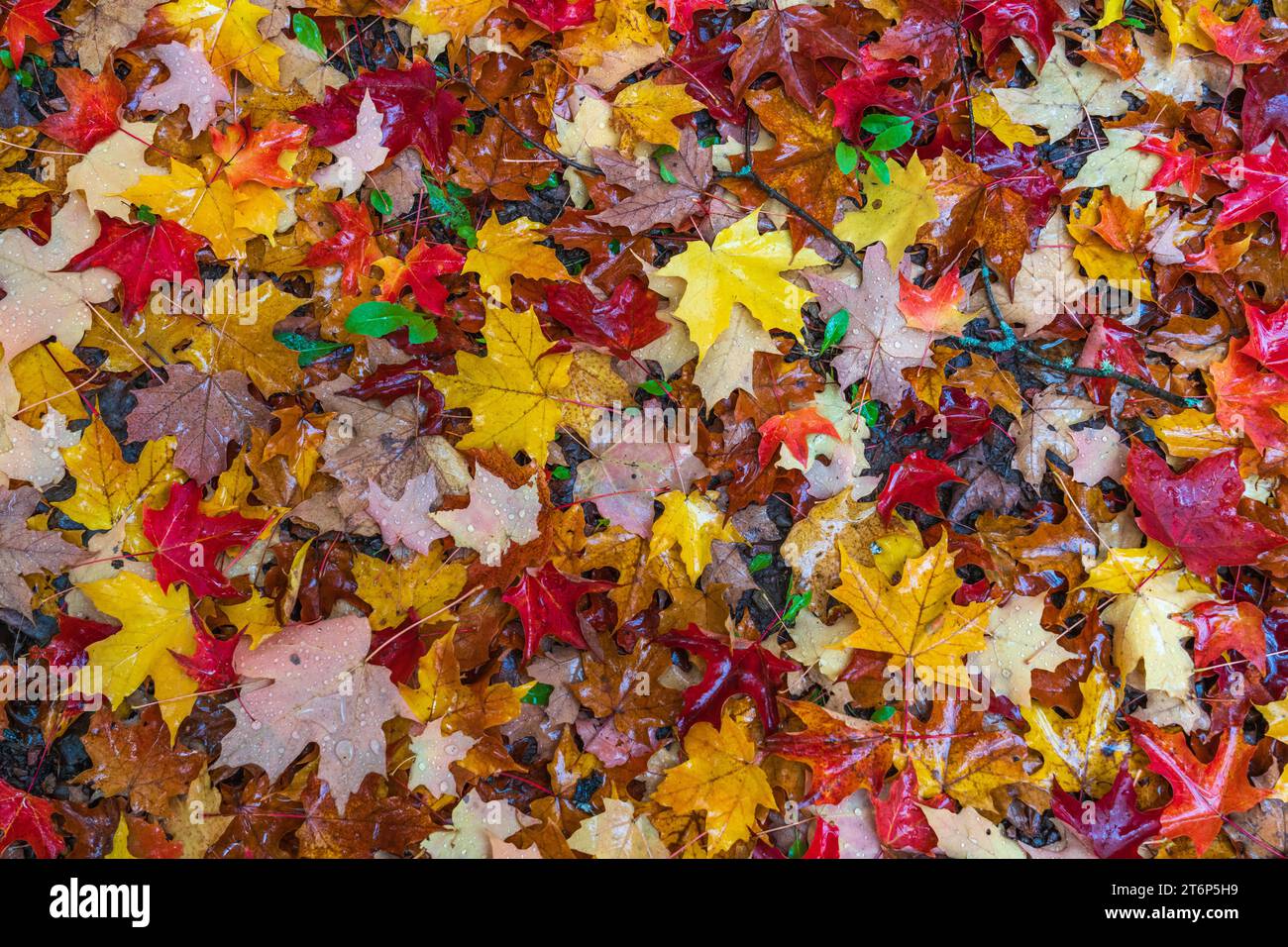 Fall foliage color in the forests above the north shore of Lake ...