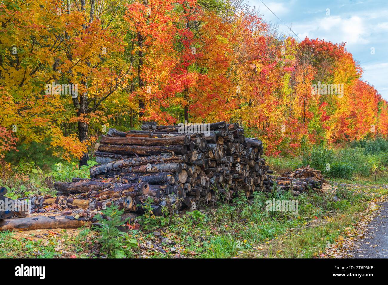 Fall foliage color in the forests above the north shore of Lake ...