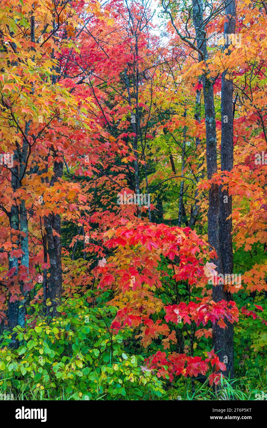 Fall foliage color in the forests above the north shore of Lake ...