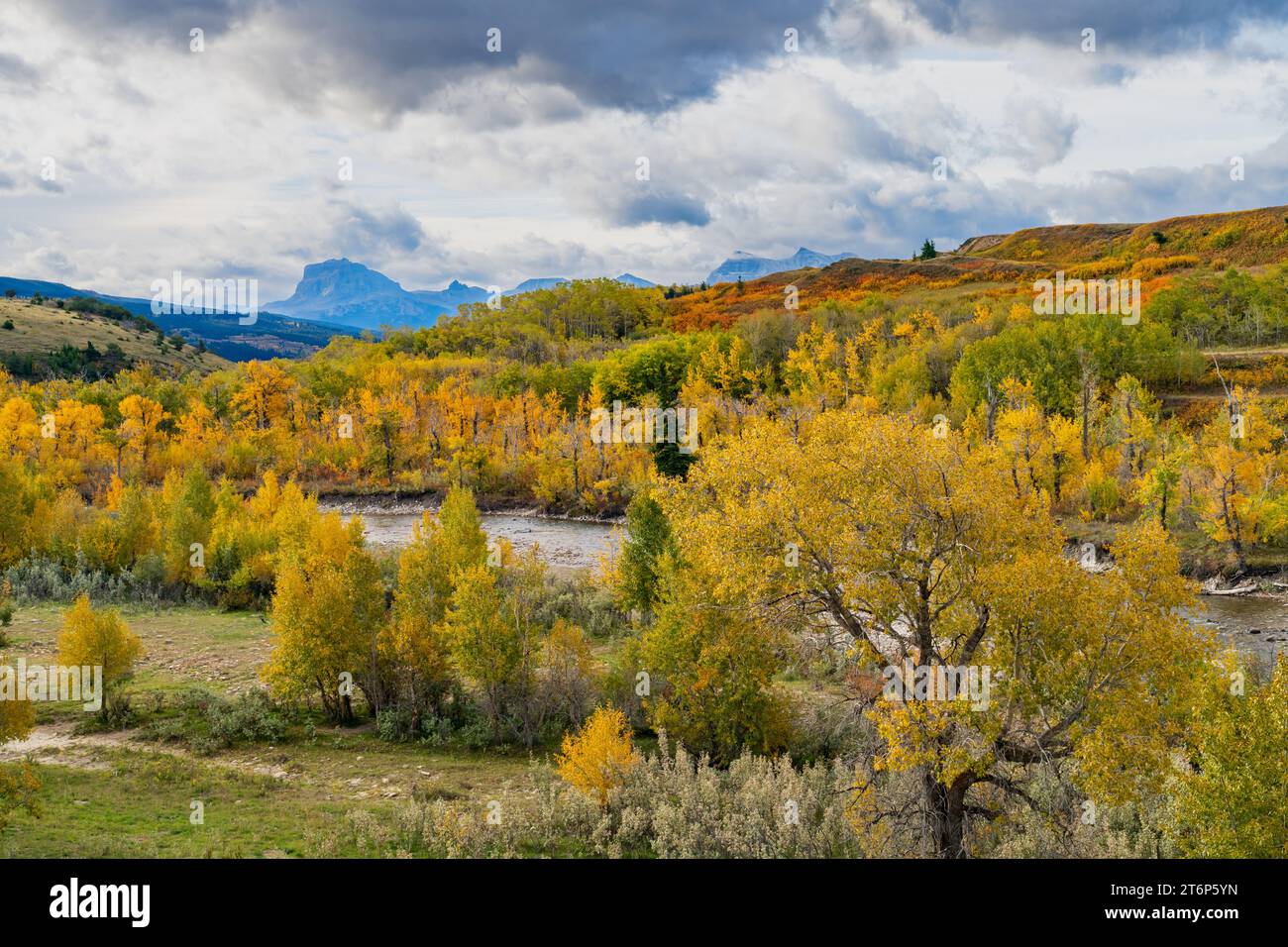 Fall foliage color in the foothills of Waterton Lakes National Park, near Mountain View, Alberta, Canada. Stock Photo