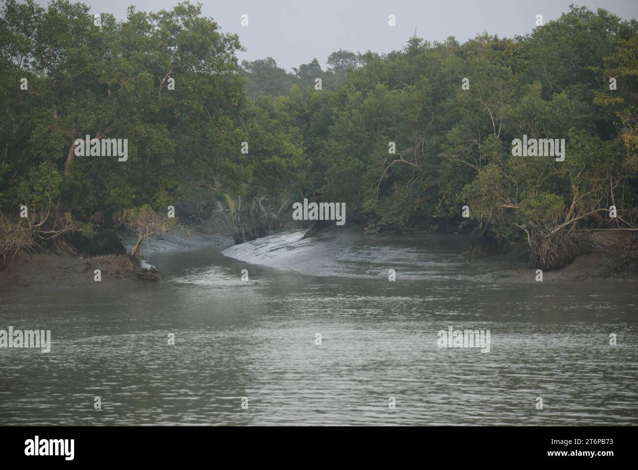 Sundari Tree Timber Sundari tree hi-res stock photography and images - Alamy
