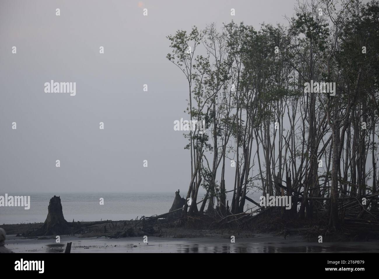 Sundari Tree Timber Sundari tree hi-res stock photography and images - Alamy