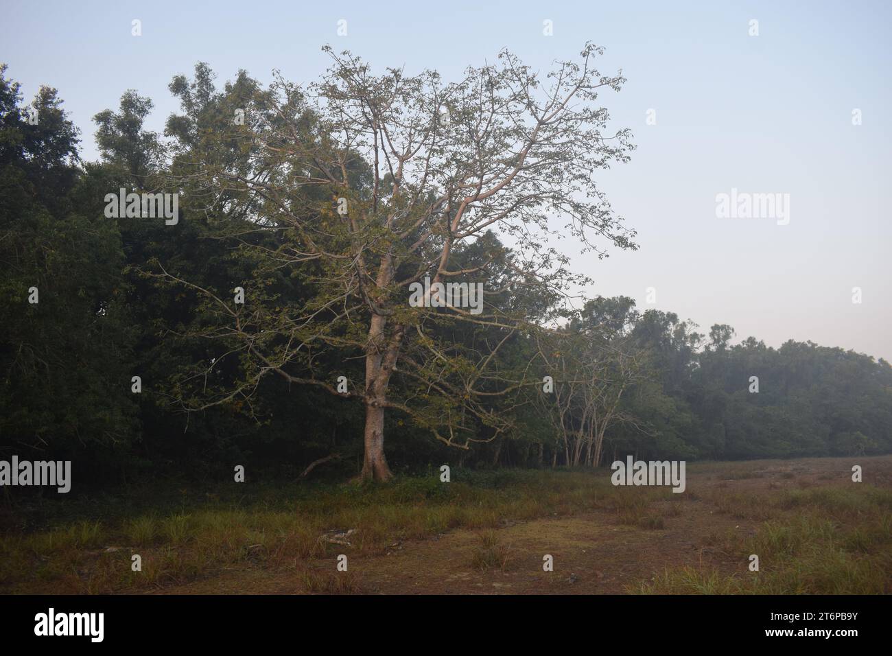 Plants of the inner Sundarbans Stock Photo - Alamy