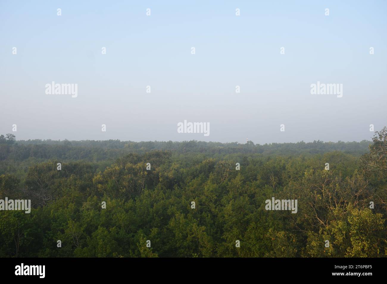 Sundari Tree Timber Sundari tree hi-res stock photography and images - Alamy