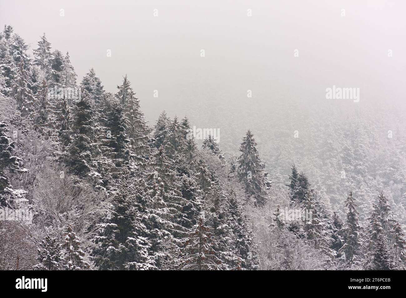 Snowfall mountains trees area hi-res stock photography and images - Alamy