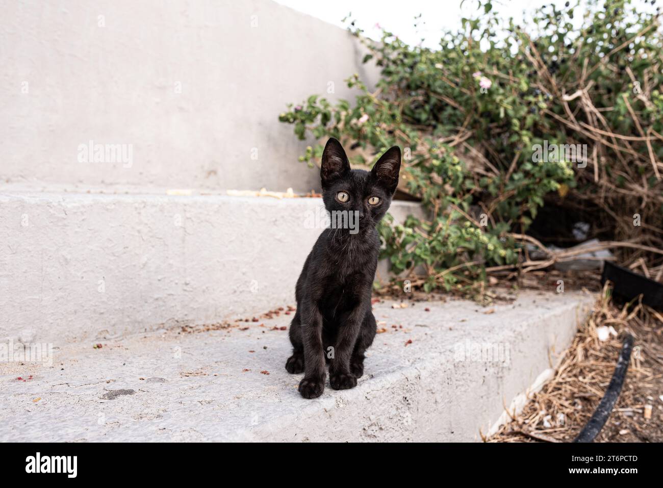 Black cat is looking at the camera Stock Photo - Alamy