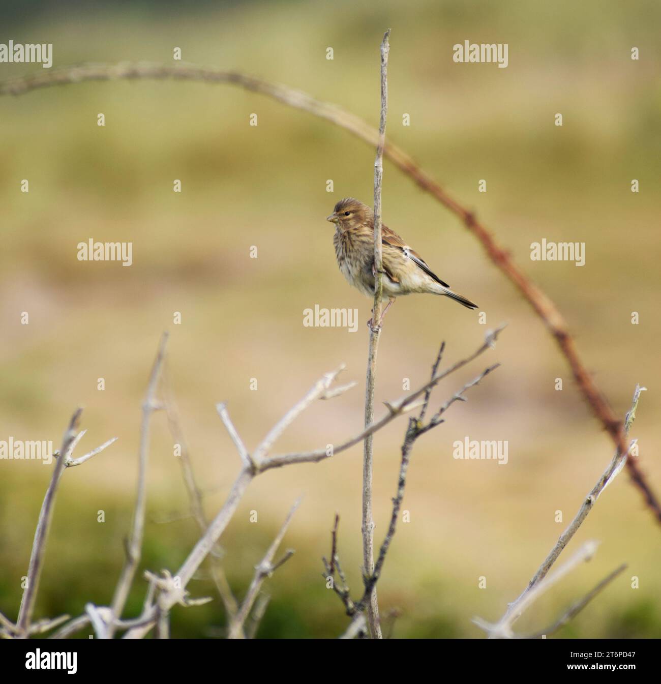 Female Linnet clinging to a branch - Cornwall, UK Stock Photo