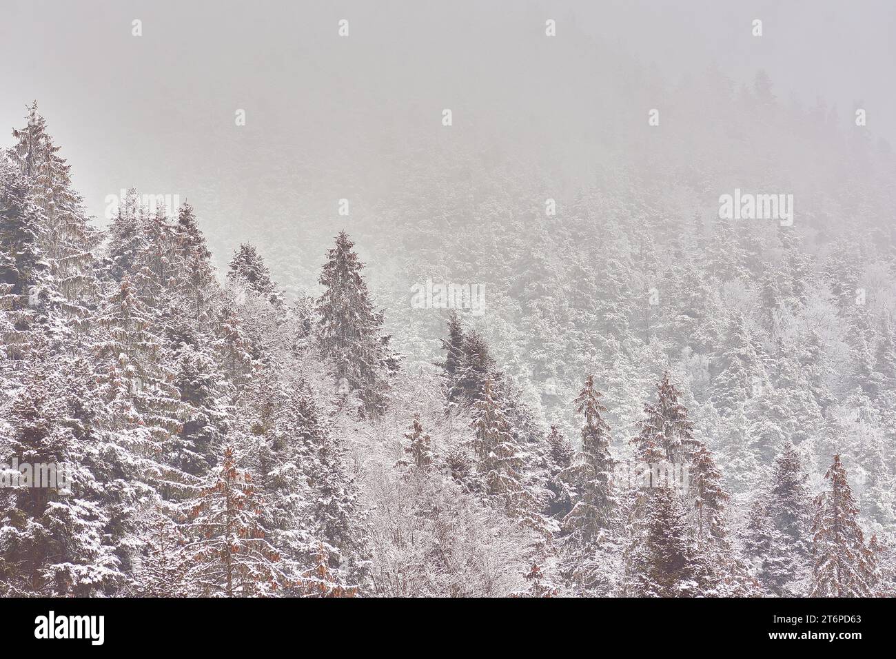 winter mountain landscape with snow and snow-covered fir trees Stock ...