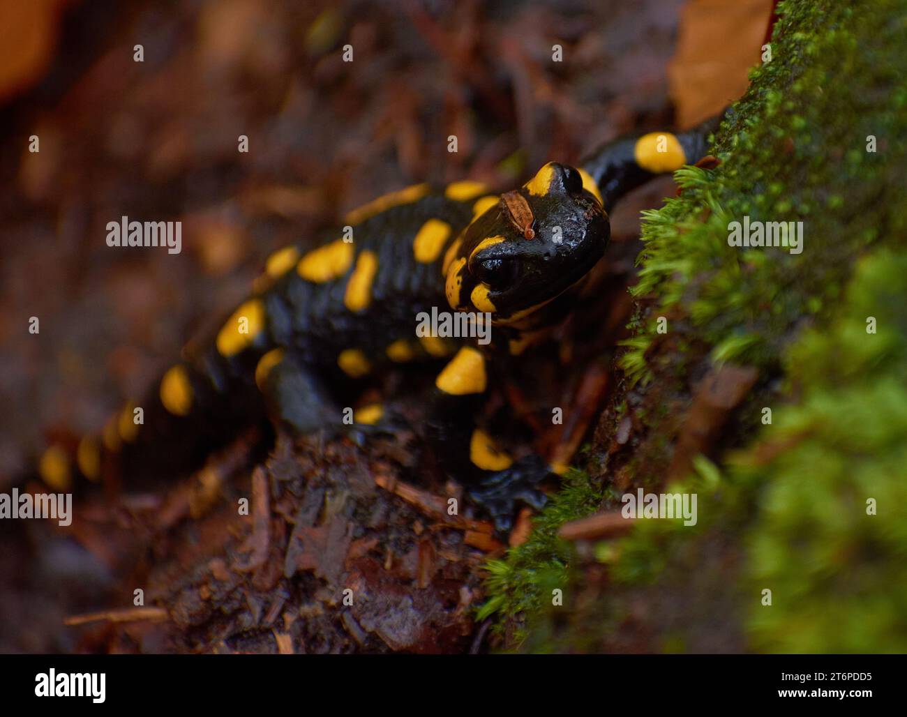 autumn salamander in the forest standing on the tree trunk Stock Photo