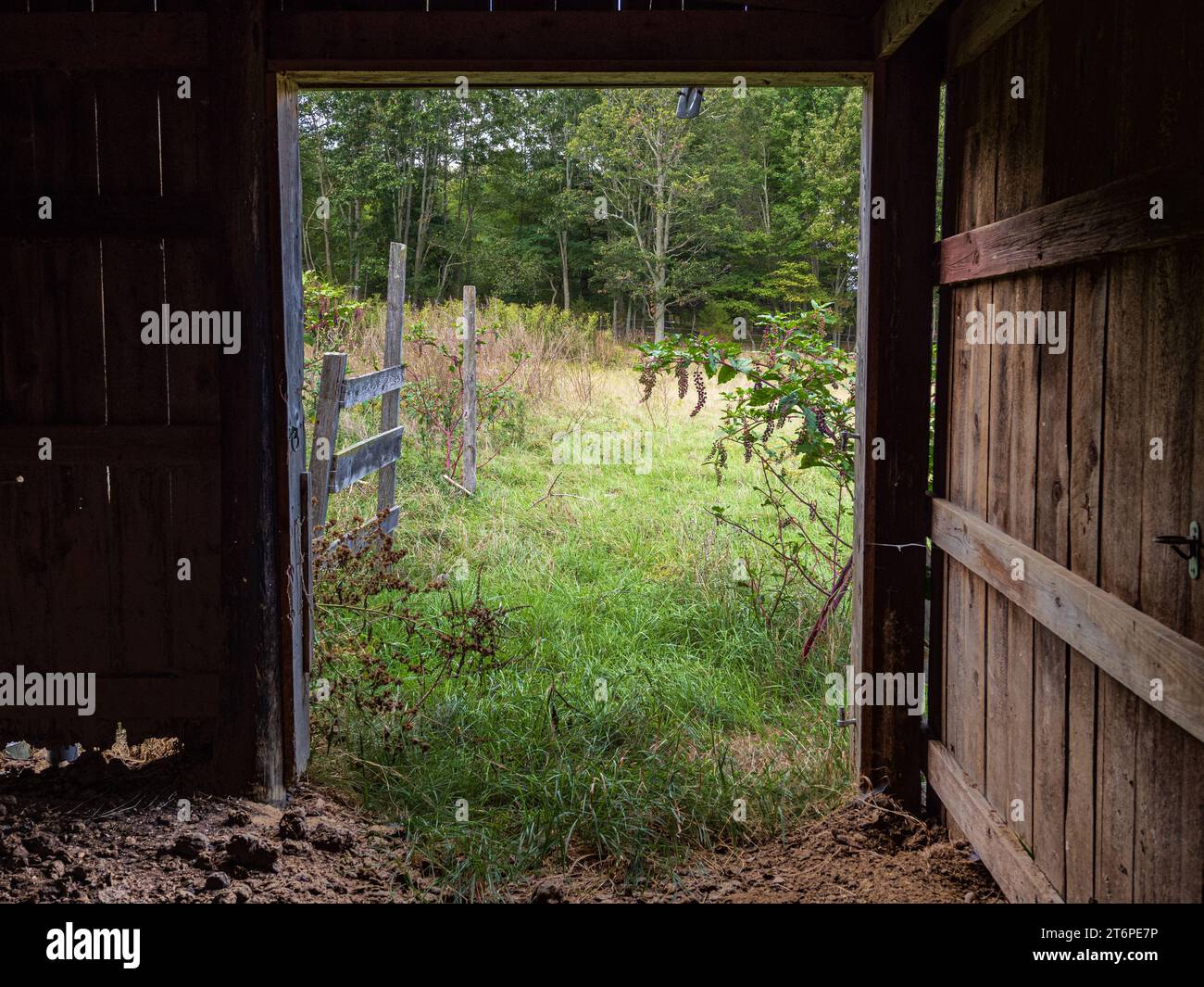 The barn door swings open, revealing a picturesque meadow beyond. This