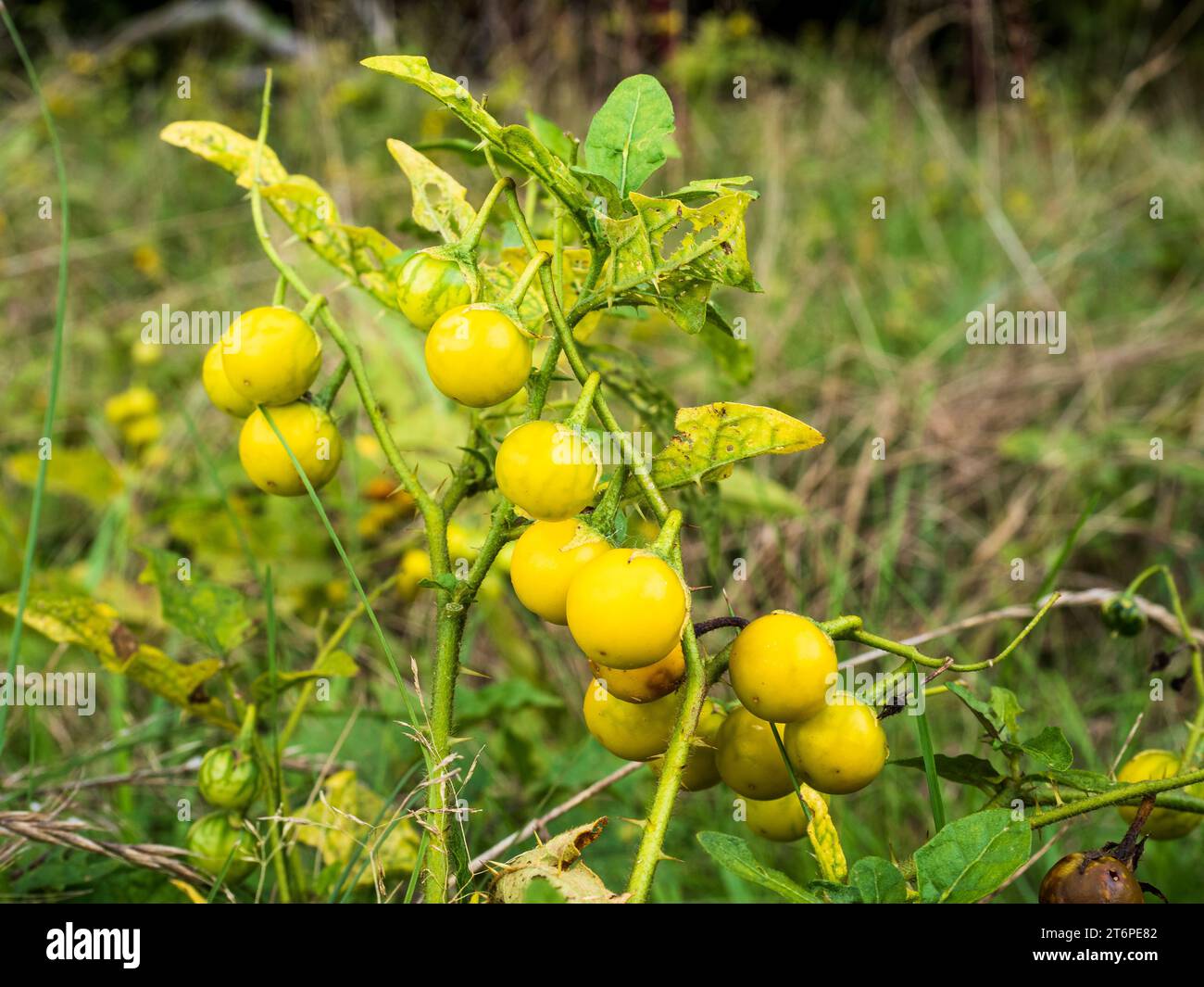In a detailed close-up, the Carolina horsenettle, scientifically known as Solanum carolinense, showcases its vibrant yellow fruit. This small but eye- Stock Photo