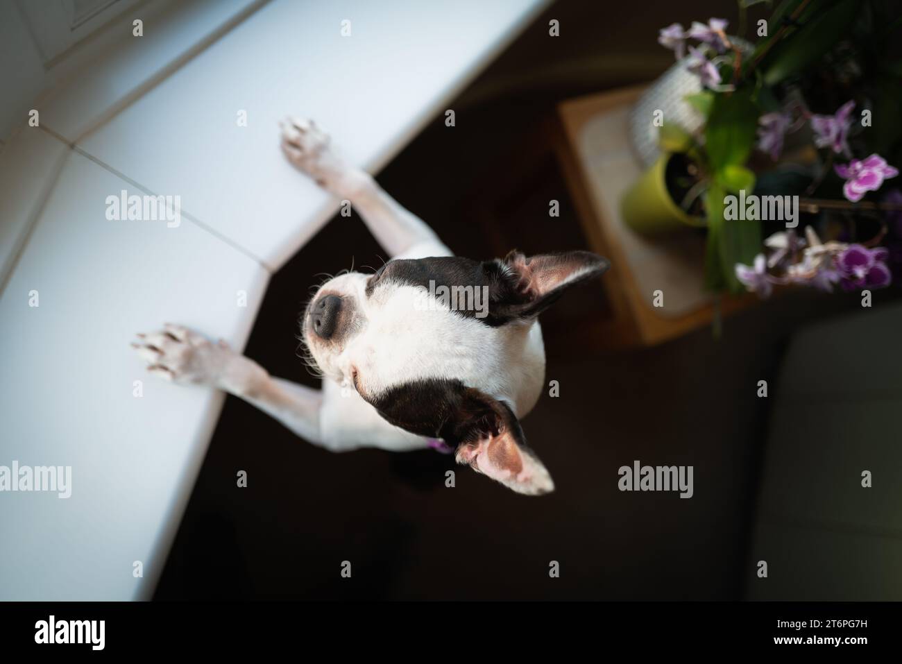 Boston Terrier dog seen from above. She is standing on her back legs ...
