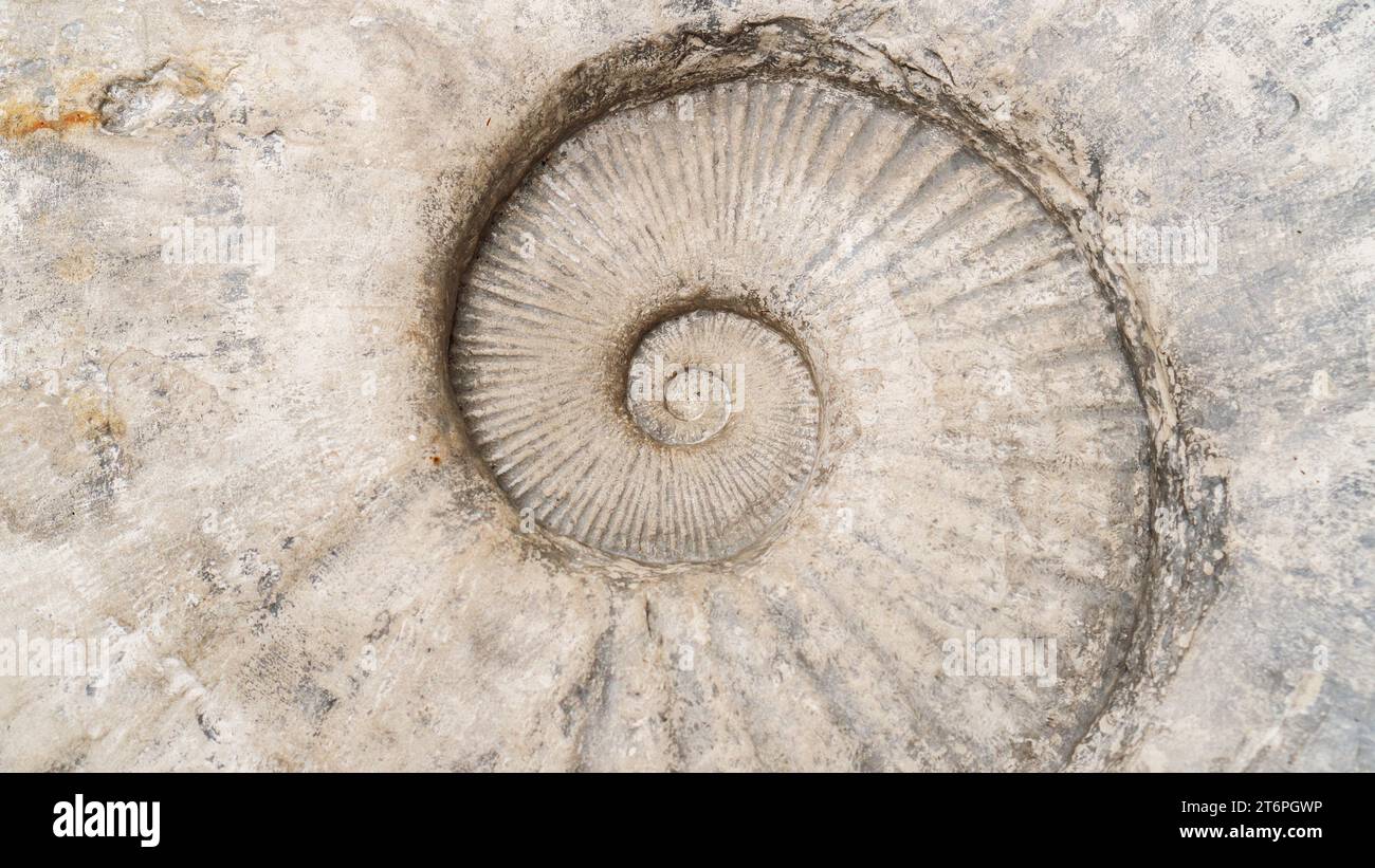 Ammonite top view. Prehistoric specimen of a huge ammonite for