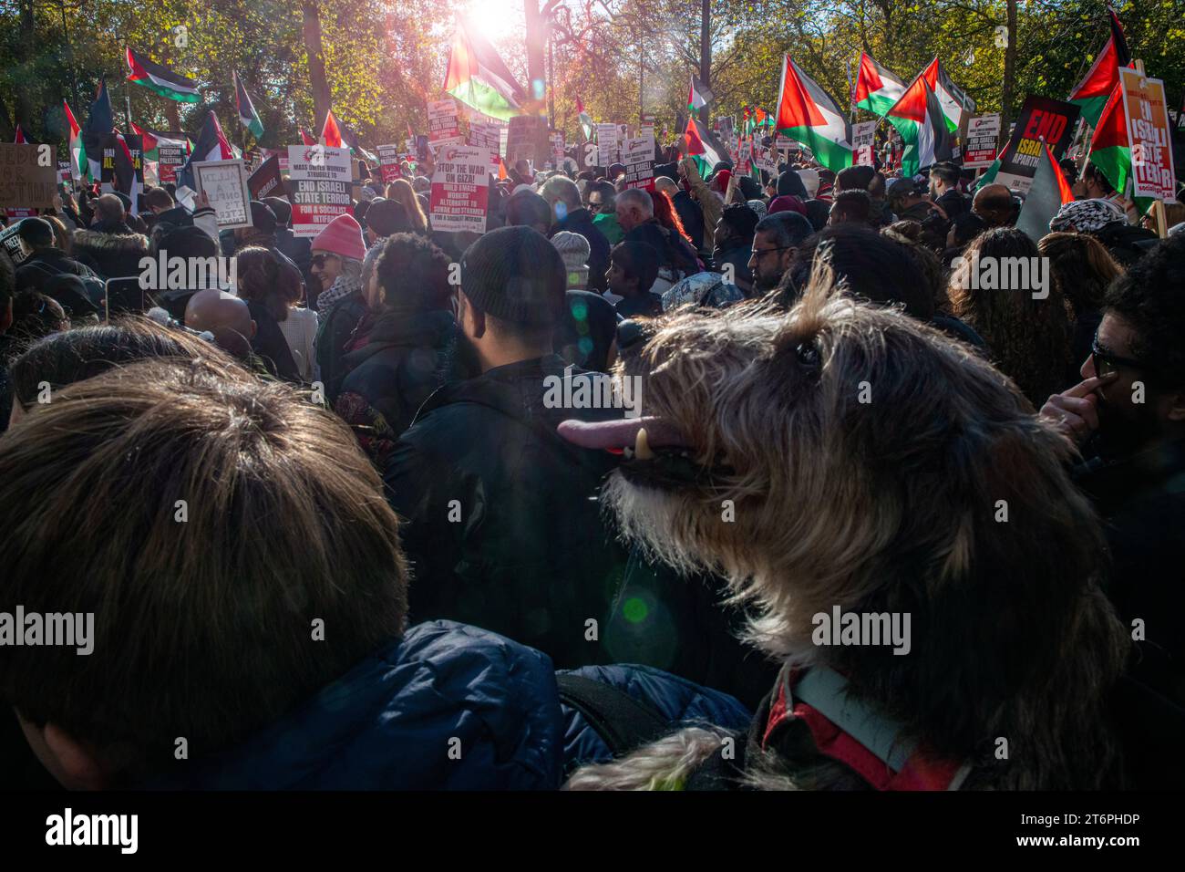 London, UK. 11 November, 2023. One dog and hundreds of thousands of Palestine supporters march through London from Hyde Park to the U.S. Embassy Stock Photo