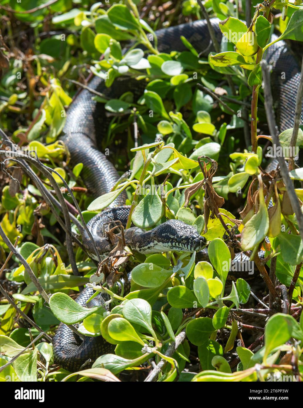 Coastal australia snake hi-res stock photography and images - Alamy