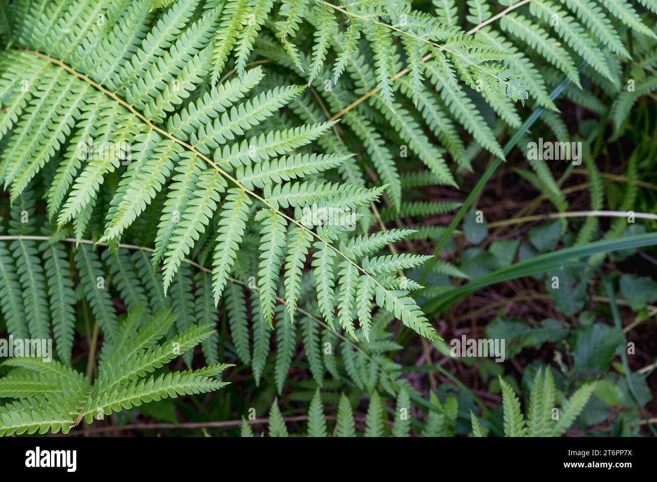 A close up of a Diamondleaf fern Lophosoria quadripinnata with lots of leaves Stock Photo